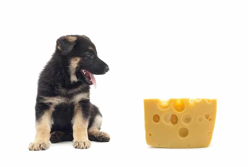 PEUX TON DONNER DU FROMAGE À UN CHIEN ? Association Stéphane Florange