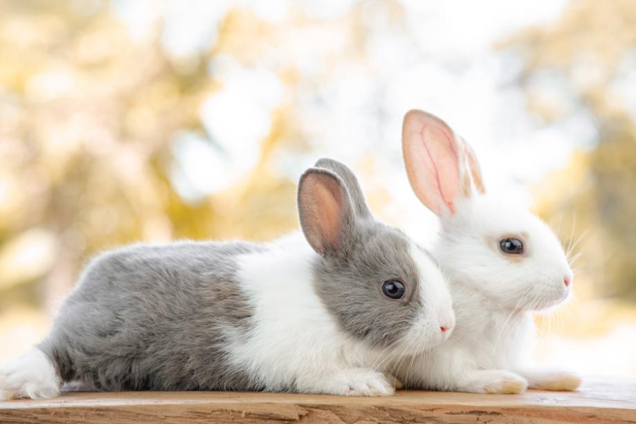 Choisir un lapin domestique : lequel est fait pour vous ?